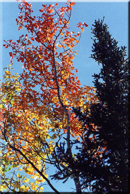 Alaska photos: autumn leaves.