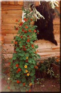 flowers and bear hide on outside of  B & B.