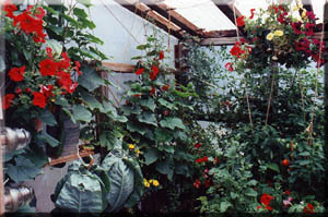 beautiful flowers and vegetables grow quickly in the midnight sun.