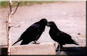 Ravens are often seen in Alaska towns.