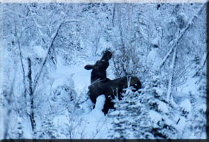 winter moose are seen in the bed and breakfast yard.