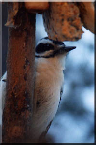 the woodpecker has found his getaway.