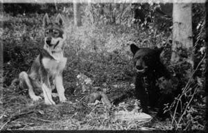 Tok history includes huskies and bears.