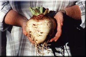 Turnips are gigantic at WinterCabin.